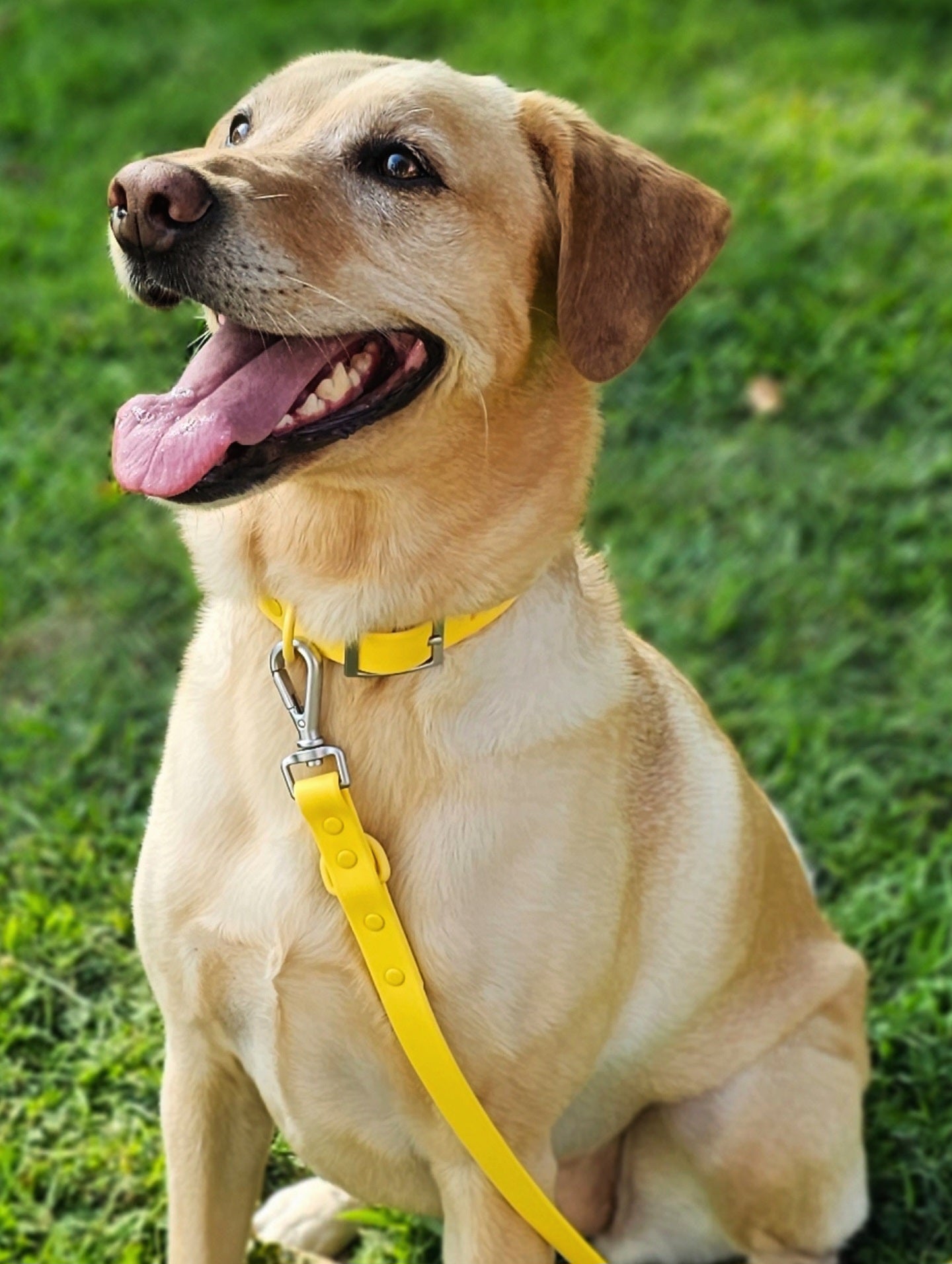 PVC Dog collar weather and odor resistant